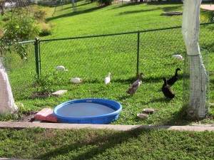 duck pond, duck kiddie pond, duck play pool, duck water bin