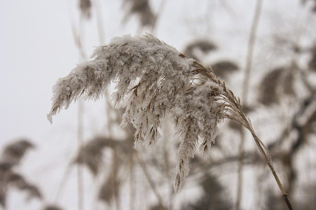 winterwheat